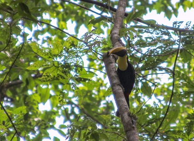 Carara National Park, Costa Rica 2013